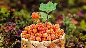 Moltebeeren